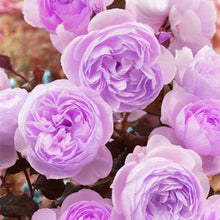 Load image into Gallery viewer, 20 pcs / bag Bonsai Rare Chinese Peony Planting Greenery Flowers Outdoor Terrace Courtyard Paeonia Flower for Home Garden Decor