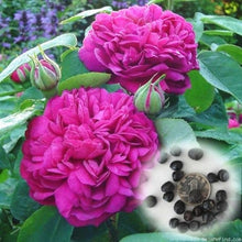 Load image into Gallery viewer, 20 pcs / bag Bonsai Rare Chinese Peony Planting Greenery Flowers Outdoor Terrace Courtyard Paeonia Flower for Home Garden Decor