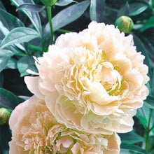 Load image into Gallery viewer, 20 pcs / bag Bonsai Rare Chinese Peony Planting Greenery Flowers Outdoor Terrace Courtyard Paeonia Flower for Home Garden Decor