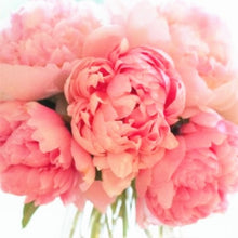 Load image into Gallery viewer, 20 pcs / bag Bonsai Rare Chinese Peony Planting Greenery Flowers Outdoor Terrace Courtyard Paeonia Flower for Home Garden Decor