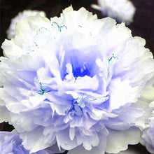 Load image into Gallery viewer, 20 pcs / bag Bonsai Rare Chinese Peony Planting Greenery Flowers Outdoor Terrace Courtyard Paeonia Flower for Home Garden Decor