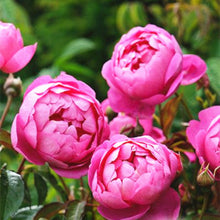 Load image into Gallery viewer, 20 pcs / bag Bonsai Rare Chinese Peony Planting Greenery Flowers Outdoor Terrace Courtyard Paeonia Flower for Home Garden Decor