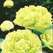 Load image into Gallery viewer, 20 pcs / bag Bonsai Rare Chinese Peony Planting Greenery Flowers Outdoor Terrace Courtyard Paeonia Flower for Home Garden Decor