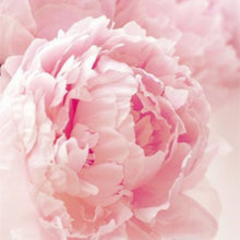 Load image into Gallery viewer, 20 pcs / bag Bonsai Rare Chinese Peony Planting Greenery Flowers Outdoor Terrace Courtyard Paeonia Flower for Home Garden Decor