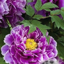 Load image into Gallery viewer, 20 pcs / bag Bonsai Rare Chinese Peony Planting Greenery Flowers Outdoor Terrace Courtyard Paeonia Flower for Home Garden Decor