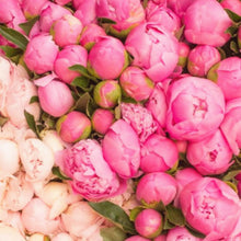 Load image into Gallery viewer, 20 pcs / bag Bonsai Rare Chinese Peony Planting Greenery Flowers Outdoor Terrace Courtyard Paeonia Flower for Home Garden Decor