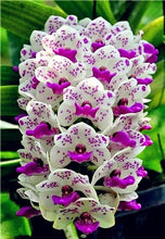 Load image into Gallery viewer, Big Sale!100pcs Rare Cymbidium orchid Plants African Cymbidiums Plantas Phalaenopsis bonsai flower for home garden decoration
