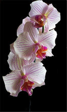 Load image into Gallery viewer, Big Sale!100pcs Rare Cymbidium orchid Plants African Cymbidiums Plantas Phalaenopsis bonsai flower for home garden decoration