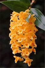 Load image into Gallery viewer, Big Sale!100pcs Rare Cymbidium orchid Plants African Cymbidiums Plantas Phalaenopsis bonsai flower for home garden decoration