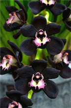 Load image into Gallery viewer, Big Sale!100pcs Rare Cymbidium orchid Plants African Cymbidiums Plantas Phalaenopsis bonsai flower for home garden decoration