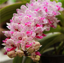 Load image into Gallery viewer, Big Sale!100pcs Rare Cymbidium orchid Plants African Cymbidiums Plantas Phalaenopsis bonsai flower for home garden decoration