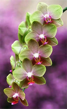 Load image into Gallery viewer, Big Sale!100pcs Rare Cymbidium orchid Plants African Cymbidiums Plantas Phalaenopsis bonsai flower for home garden decoration