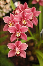 Load image into Gallery viewer, Big Sale!100pcs Rare Cymbidium orchid Plants African Cymbidiums Plantas Phalaenopsis bonsai flower for home garden decoration