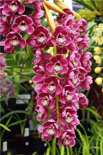 Load image into Gallery viewer, Big Sale!100pcs Rare Cymbidium orchid Plants African Cymbidiums Plantas Phalaenopsis bonsai flower for home garden decoration
