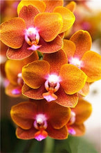 Load image into Gallery viewer, Big Sale!100pcs Rare Cymbidium orchid Plants African Cymbidiums Plantas Phalaenopsis bonsai flower for home garden decoration