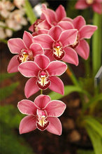 Load image into Gallery viewer, Big Sale!100pcs Rare Cymbidium orchid Plants African Cymbidiums Plantas Phalaenopsis bonsai flower for home garden decoration
