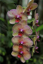 Load image into Gallery viewer, Big Sale!100pcs Rare Cymbidium orchid Plants African Cymbidiums Plantas Phalaenopsis bonsai flower for home garden decoration