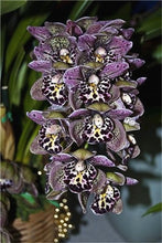 Load image into Gallery viewer, Big Sale!100pcs Rare Cymbidium orchid Plants African Cymbidiums Plantas Phalaenopsis bonsai flower for home garden decoration
