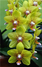 Load image into Gallery viewer, Big Sale!100pcs Rare Cymbidium orchid Plants African Cymbidiums Plantas Phalaenopsis bonsai flower for home garden decoration