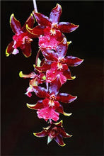 Load image into Gallery viewer, Big Sale!100pcs Rare Cymbidium orchid Plants African Cymbidiums Plantas Phalaenopsis bonsai flower for home garden decoration