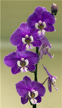 Load image into Gallery viewer, Big Sale!100pcs Rare Cymbidium orchid Plants African Cymbidiums Plantas Phalaenopsis bonsai flower for home garden decoration