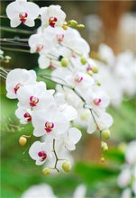 Load image into Gallery viewer, Big Sale!100pcs Rare Cymbidium orchid Plants African Cymbidiums Plantas Phalaenopsis bonsai flower for home garden decoration