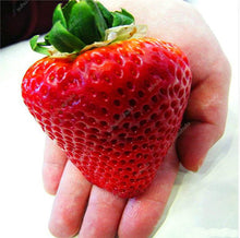 Load image into Gallery viewer, 100 pcs Gaint Strawberry Bonsai Big Sweet Strawberry Berry Fruit Bonsai Pot Plant Non-GMO Family Food For Home Garden Planting