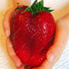 Load image into Gallery viewer, 100 pcs Gaint Strawberry Bonsai Big Sweet Strawberry Berry Fruit Bonsai Pot Plant Non-GMO Family Food For Home Garden Planting