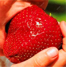 Load image into Gallery viewer, 100 pcs Gaint Strawberry Bonsai Big Sweet Strawberry Berry Fruit Bonsai Pot Plant Non-GMO Family Food For Home Garden Planting