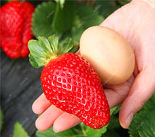 Load image into Gallery viewer, 100 pcs Gaint Strawberry Bonsai Big Sweet Strawberry Berry Fruit Bonsai Pot Plant Non-GMO Family Food For Home Garden Planting