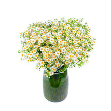 Load image into Gallery viewer, Big promotion! Violet daisy 100 / bag beautiful daisy bonsai flower natural plant home garden decoration free shipping