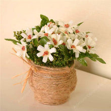 Load image into Gallery viewer, Big promotion! Violet daisy 100 / bag beautiful daisy bonsai flower natural plant home garden decoration free shipping