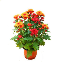Load image into Gallery viewer, Big promotion! Violet daisy 100 / bag beautiful daisy bonsai flower natural plant home garden decoration free shipping