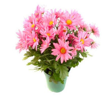 Load image into Gallery viewer, Big promotion! Violet daisy 100 / bag beautiful daisy bonsai flower natural plant home garden decoration free shipping