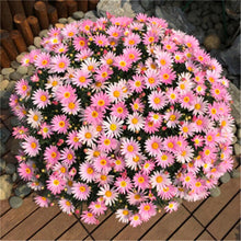 Load image into Gallery viewer, Big promotion! Violet daisy 100 / bag beautiful daisy bonsai flower natural plant home garden decoration free shipping