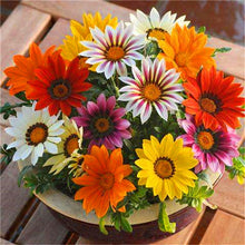 Load image into Gallery viewer, Big promotion! Violet daisy 100 / bag beautiful daisy bonsai flower natural plant home garden decoration free shipping