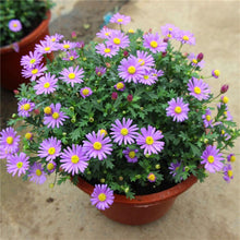 Load image into Gallery viewer, Big promotion! Violet daisy 100 / bag beautiful daisy bonsai flower natural plant home garden decoration free shipping