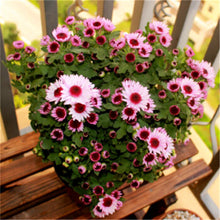 Load image into Gallery viewer, Big promotion! Violet daisy 100 / bag beautiful daisy bonsai flower natural plant home garden decoration free shipping