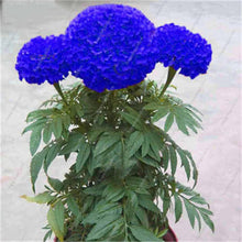 Load image into Gallery viewer, Big promotion! Violet daisy 100 / bag beautiful daisy bonsai flower natural plant home garden decoration free shipping