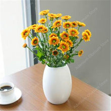 Load image into Gallery viewer, Big promotion! Violet daisy 100 / bag beautiful daisy bonsai flower natural plant home garden decoration free shipping