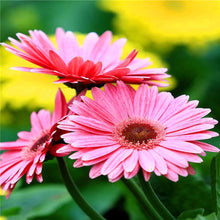 Load image into Gallery viewer, Big promotion! Violet daisy 100 / bag beautiful daisy bonsai flower natural plant home garden decoration free shipping