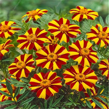 Load image into Gallery viewer, Big promotion! Violet daisy 100 / bag beautiful daisy bonsai flower natural plant home garden decoration free shipping