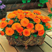 Load image into Gallery viewer, Big promotion! Violet daisy 100 / bag beautiful daisy bonsai flower natural plant home garden decoration free shipping