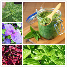 Load image into Gallery viewer, Sale! 100 pcs/bag Large Leaf Basil Bonsai green fresh ocimum vegetable Plants Spices Aromatic Herb Bonsai Garden Plants Flower