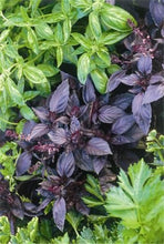 Load image into Gallery viewer, Sale! 100 pcs/bag Large Leaf Basil Bonsai green fresh ocimum vegetable Plants Spices Aromatic Herb Bonsai Garden Plants Flower