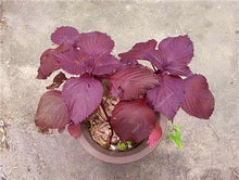 Load image into Gallery viewer, Sale! 100 pcs/bag Large Leaf Basil Bonsai green fresh ocimum vegetable Plants Spices Aromatic Herb Bonsai Garden Plants Flower