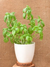 Load image into Gallery viewer, Sale! 100 pcs/bag Large Leaf Basil Bonsai green fresh ocimum vegetable Plants Spices Aromatic Herb Bonsai Garden Plants Flower