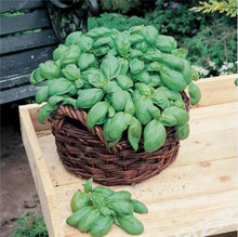 Load image into Gallery viewer, Sale! 100 pcs/bag Large Leaf Basil Bonsai green fresh ocimum vegetable Plants Spices Aromatic Herb Bonsai Garden Plants Flower