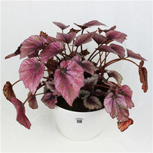 Load image into Gallery viewer, Sale! 100 pcs/bag Large Leaf Basil Bonsai green fresh ocimum vegetable Plants Spices Aromatic Herb Bonsai Garden Plants Flower