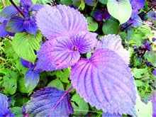 Load image into Gallery viewer, Sale! 100 pcs/bag Large Leaf Basil Bonsai green fresh ocimum vegetable Plants Spices Aromatic Herb Bonsai Garden Plants Flower